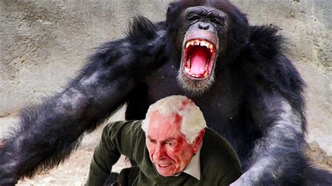 Jul 23, 2021 · But the chimp - who weighed more than 200 pounds - viciously attacked her. Travis used his huge primate teeth to tear off Charla’s hands - before attacking her lips, eyelids, eyes, and nose. 11 